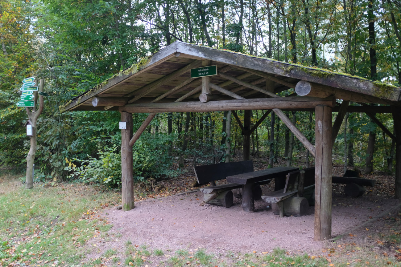 Hofmannlinde