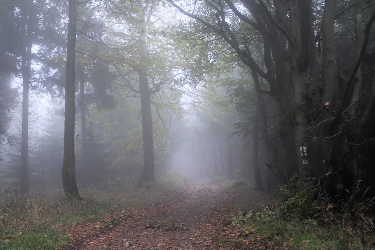 Nebelwald