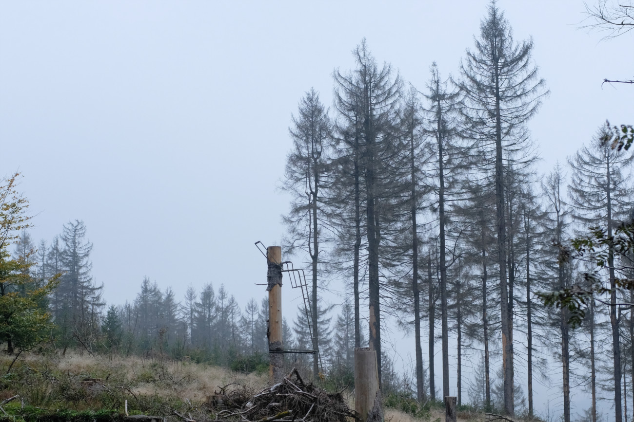 Hochstand