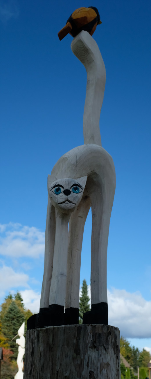 Katze