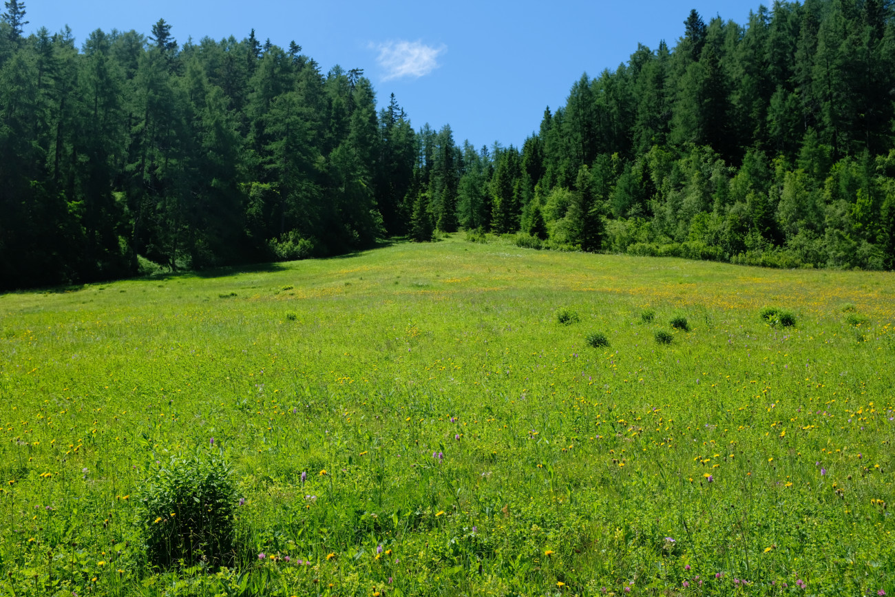 Issanger Wiese1
