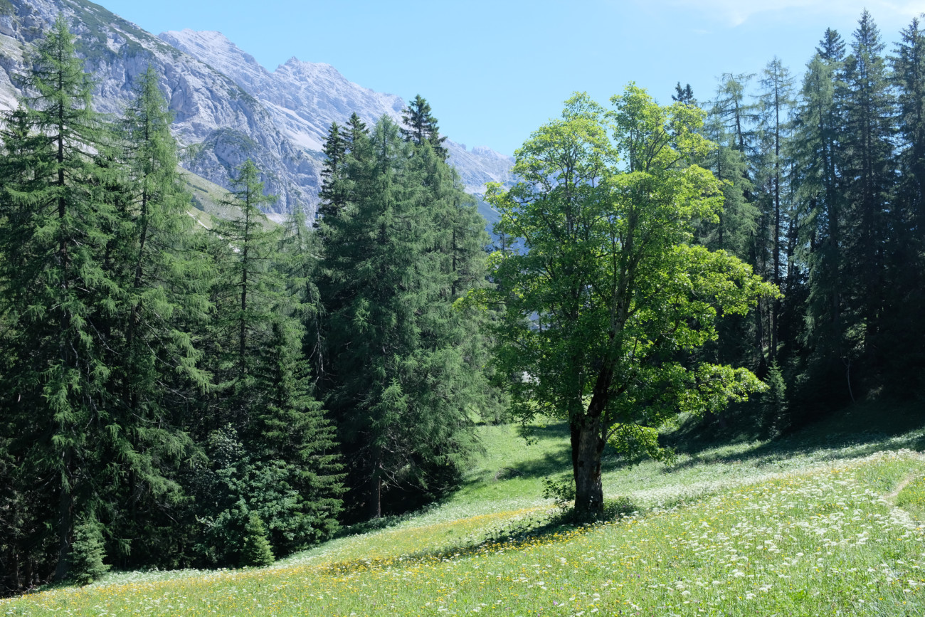 Issanger Wiese1