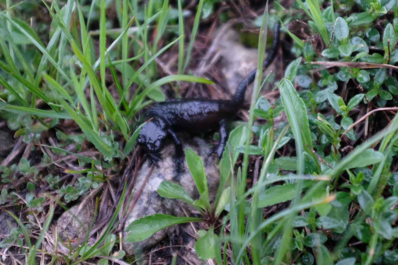 Salamander