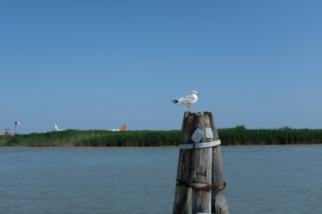 Vogel