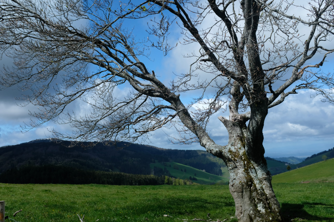 Baum