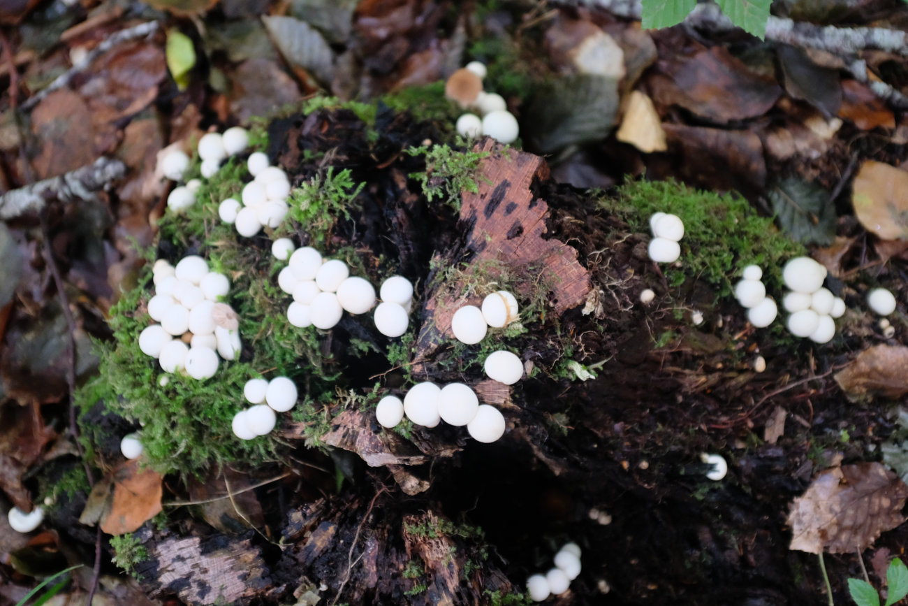 Pilze