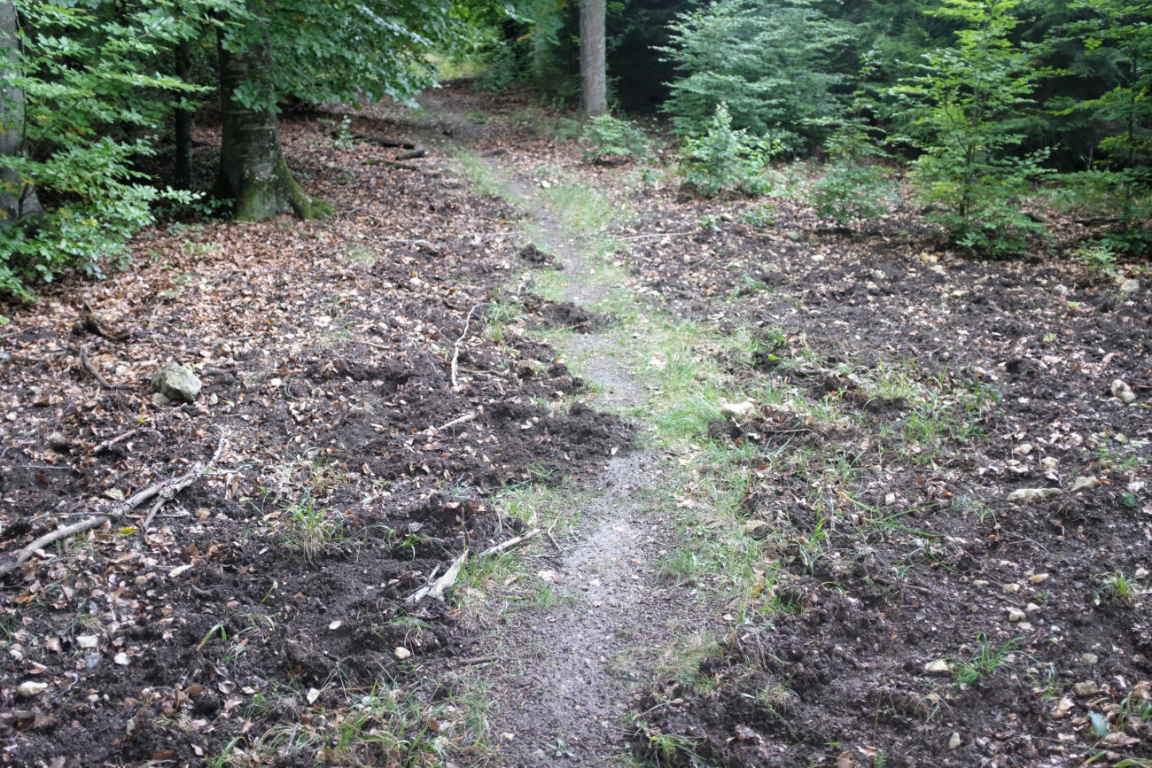 Wildschweinspuren