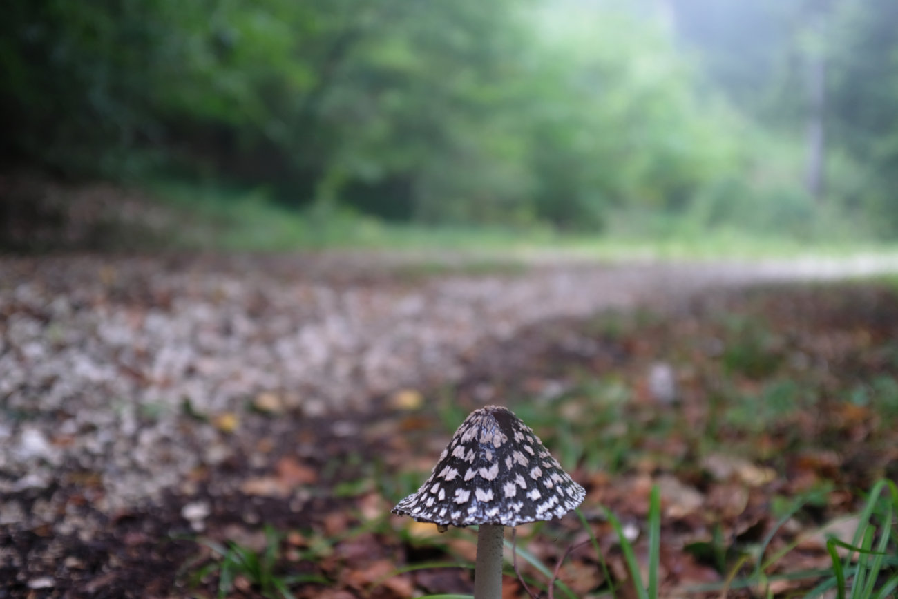 Pilz