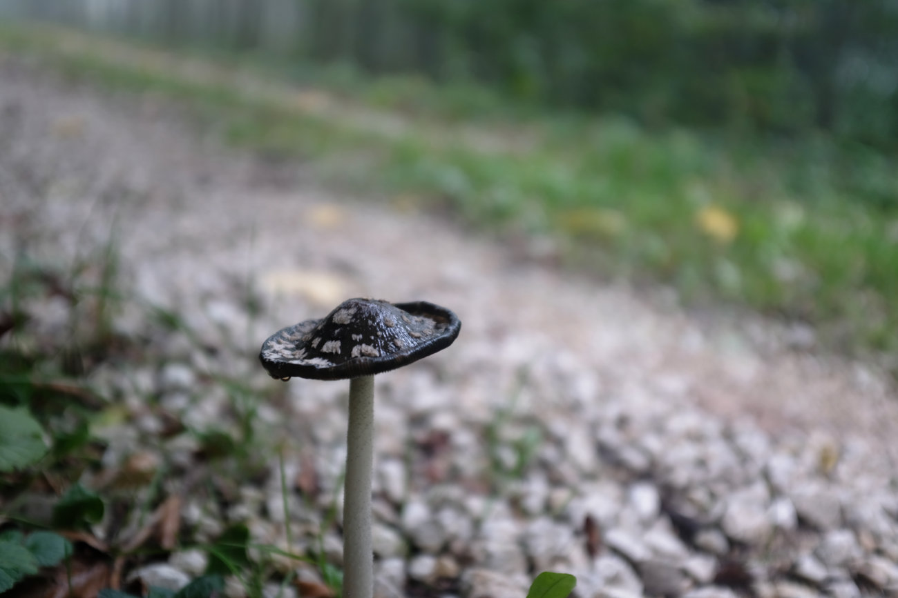 Pilz