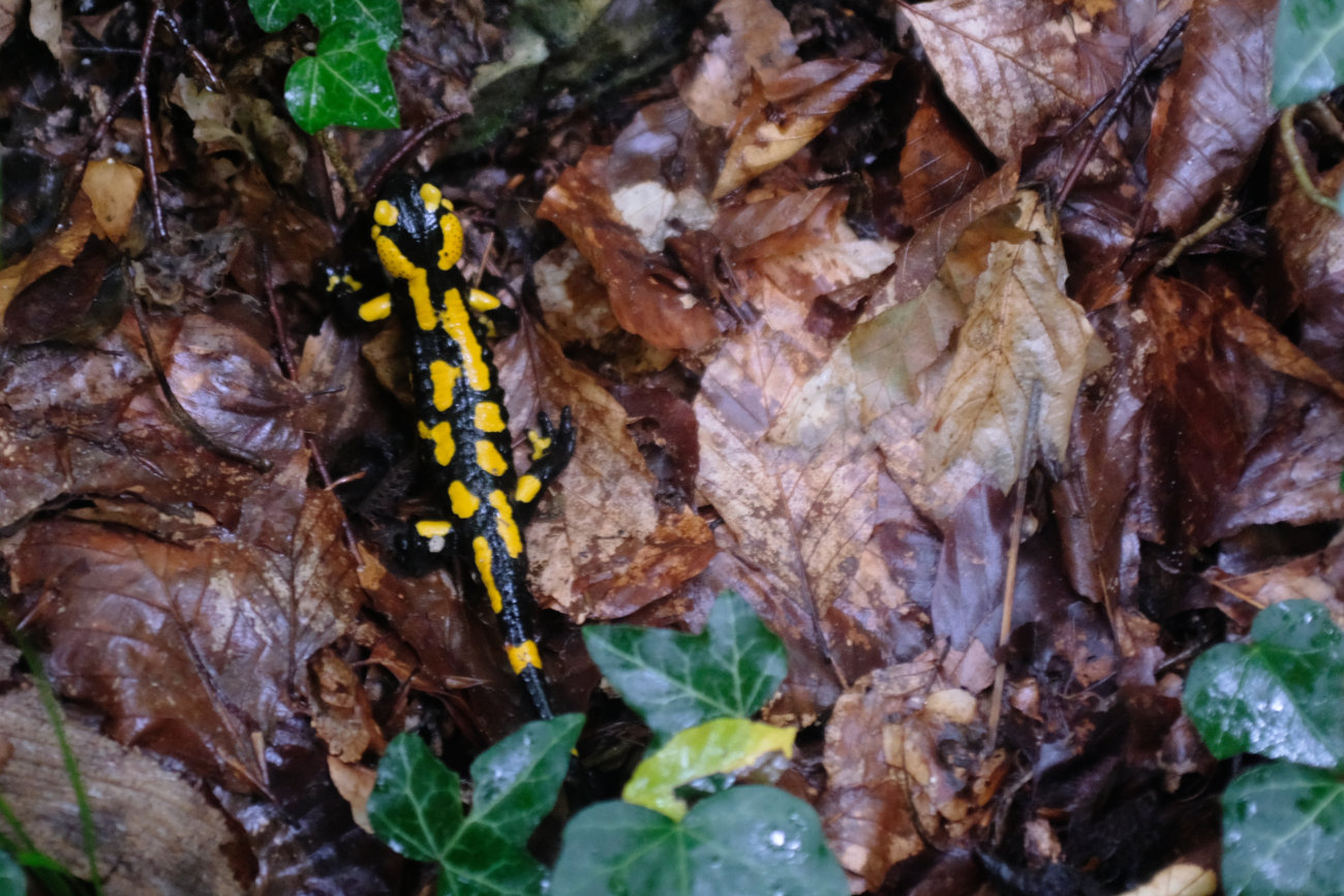 Salamander
