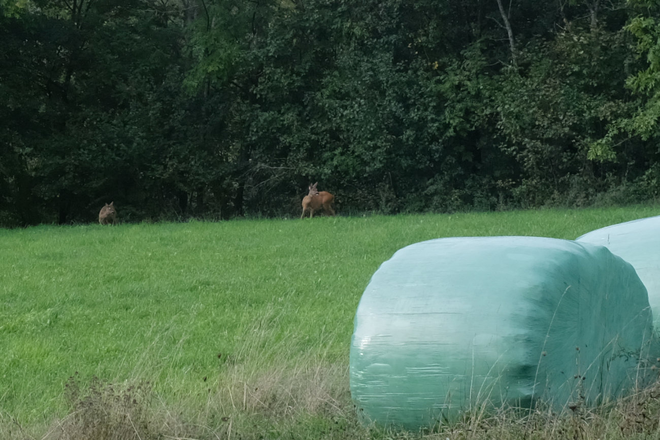 Rehe