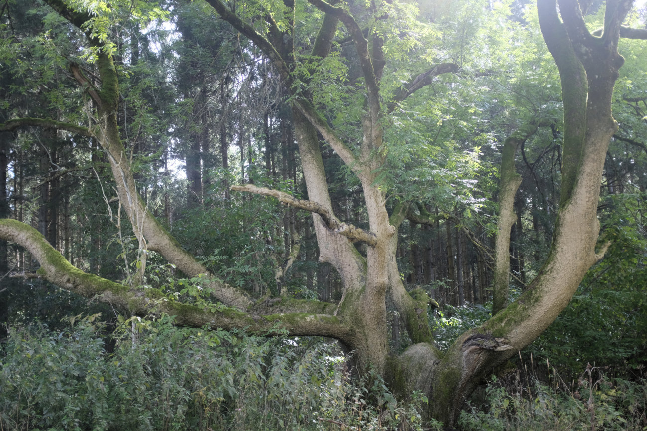 Baum