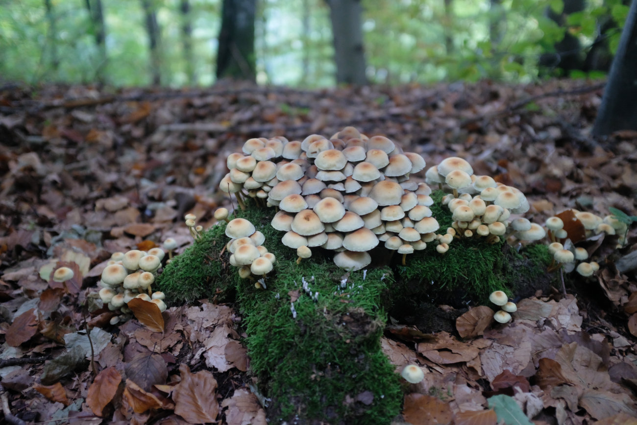 Pilze