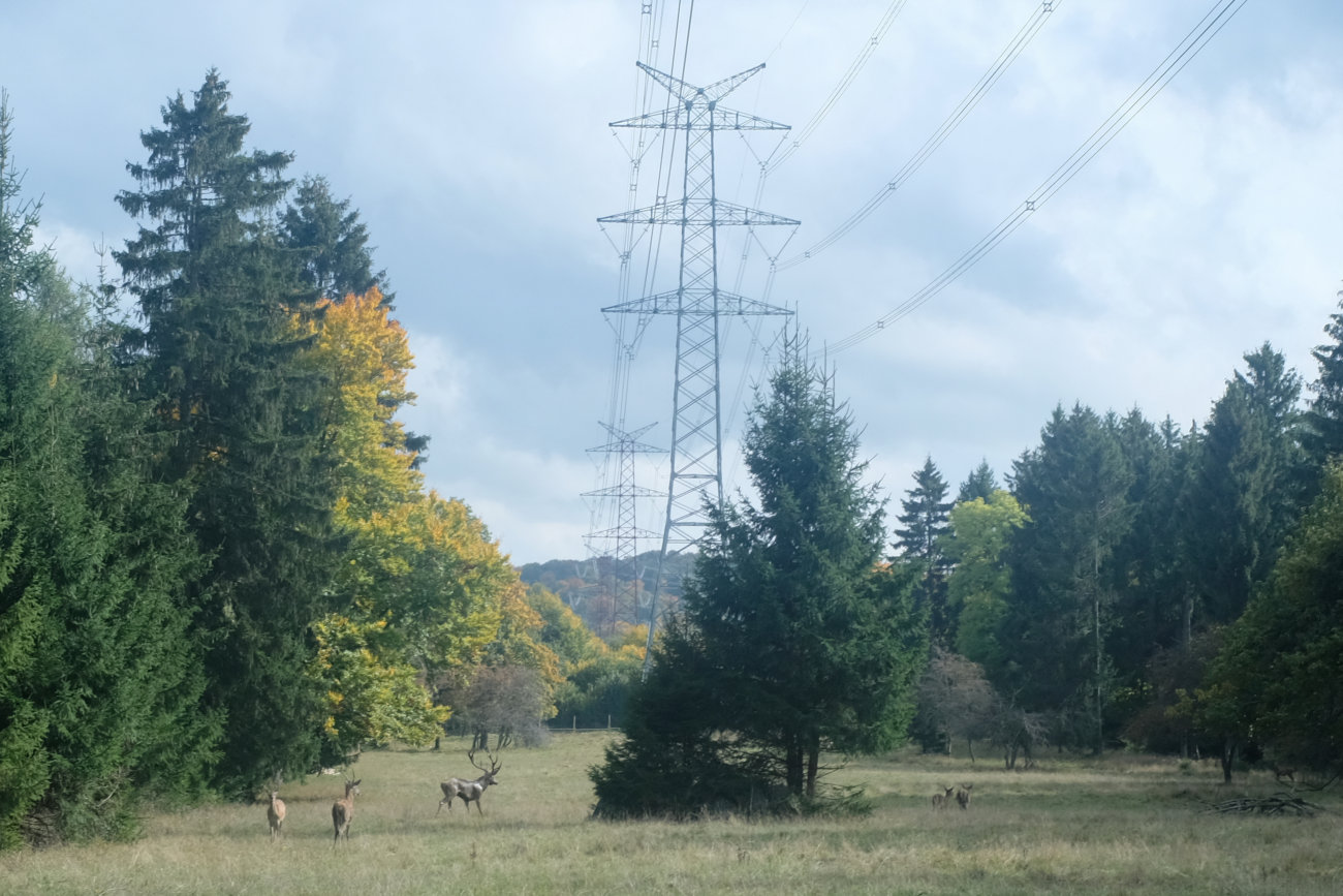 Hirsch