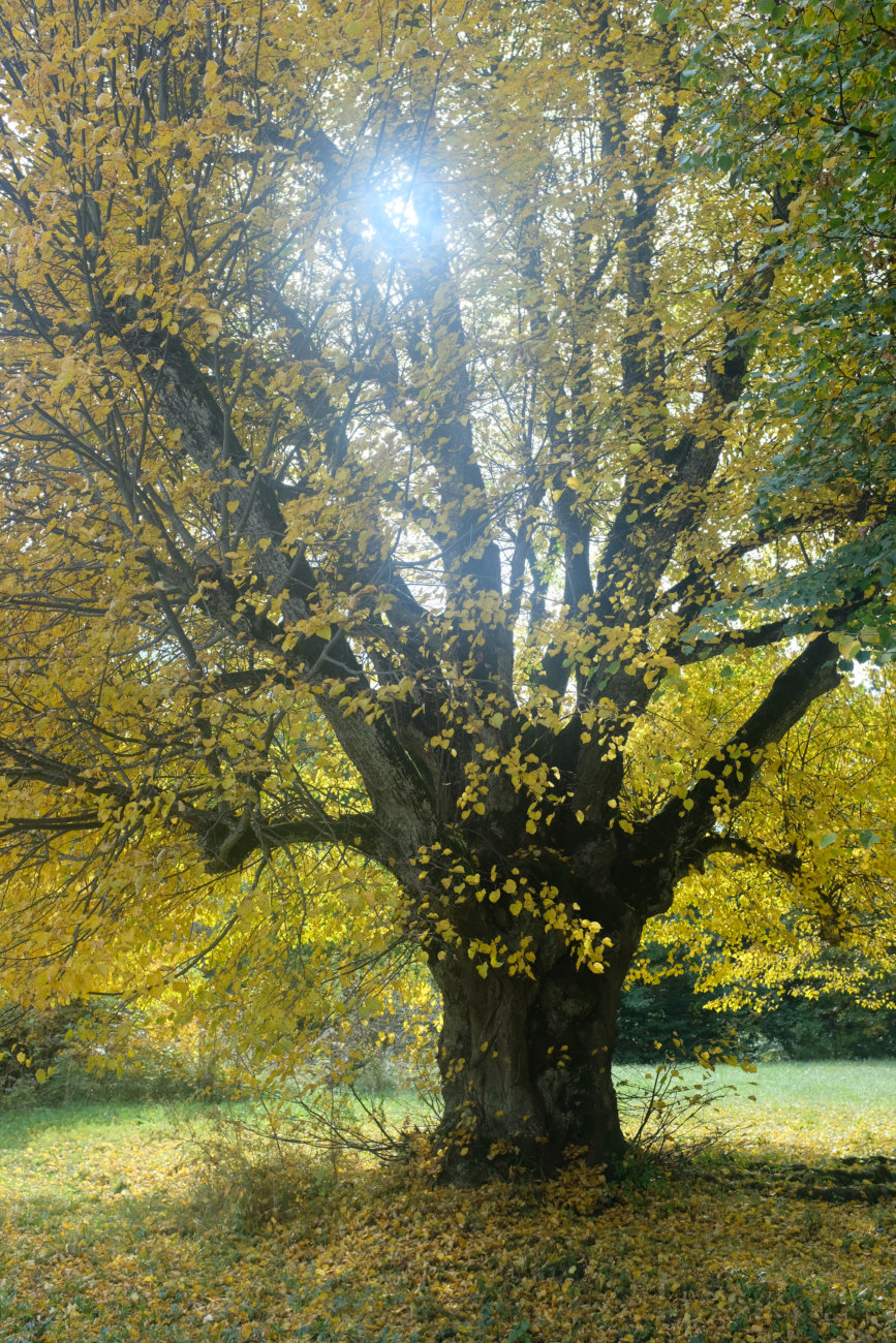Herbstbaum