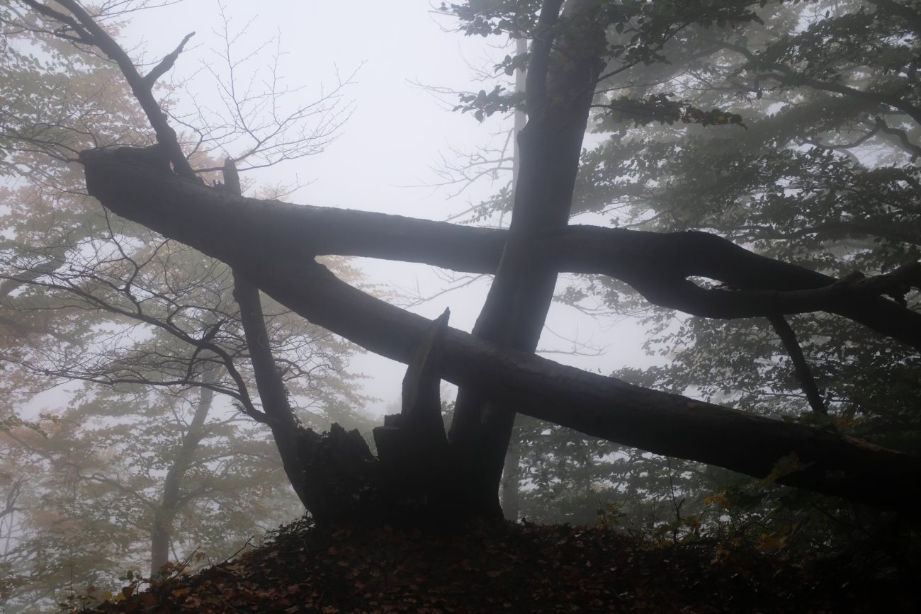 Baumstamm im Nebel