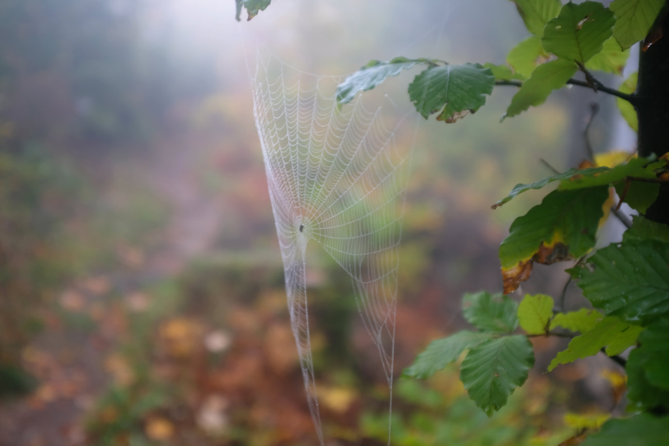 Spinnennetz