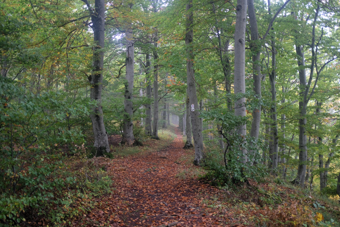 Wald