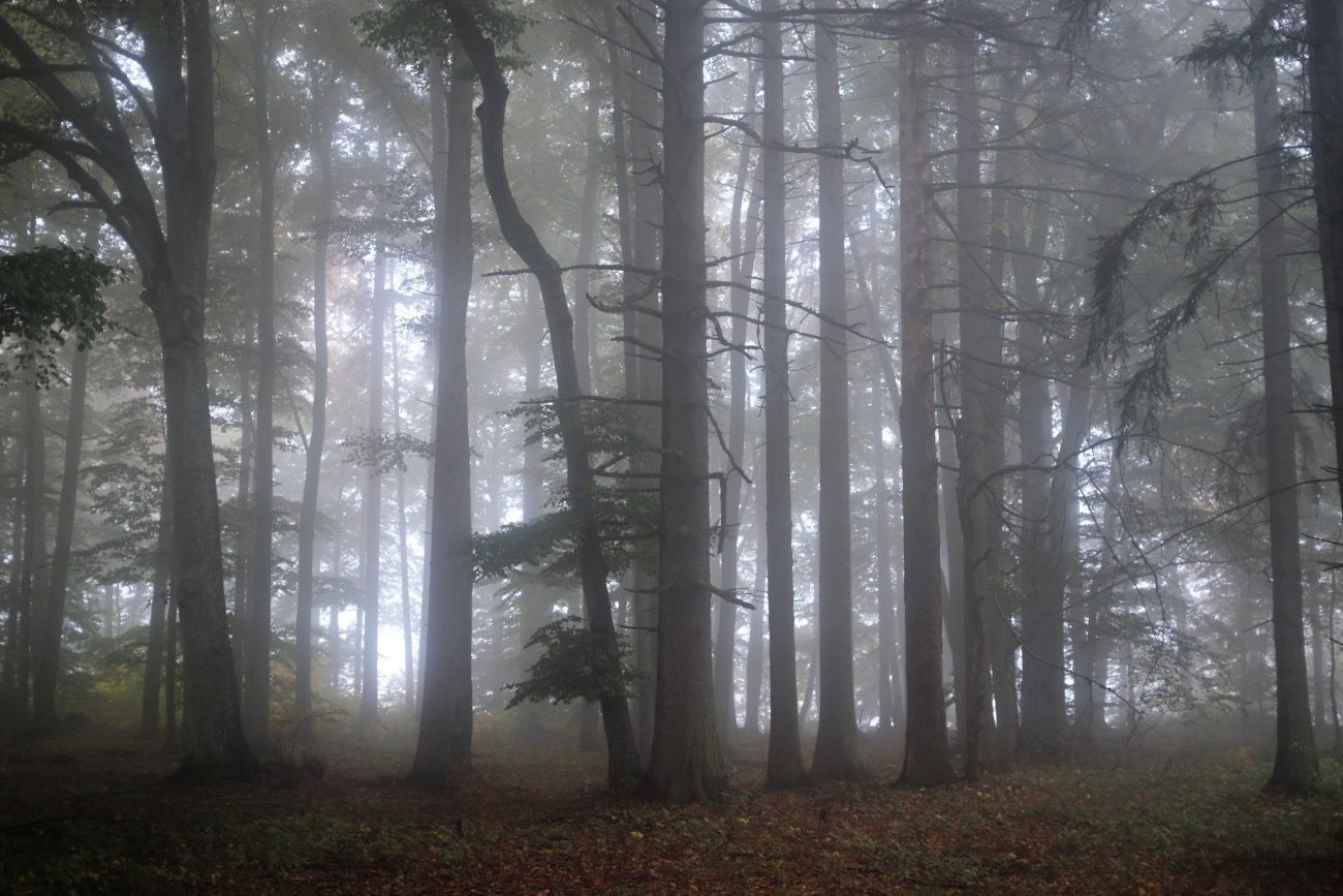 Wald