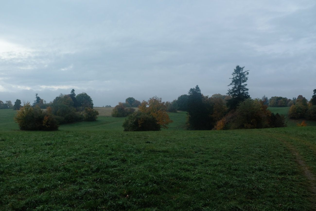 Büsche