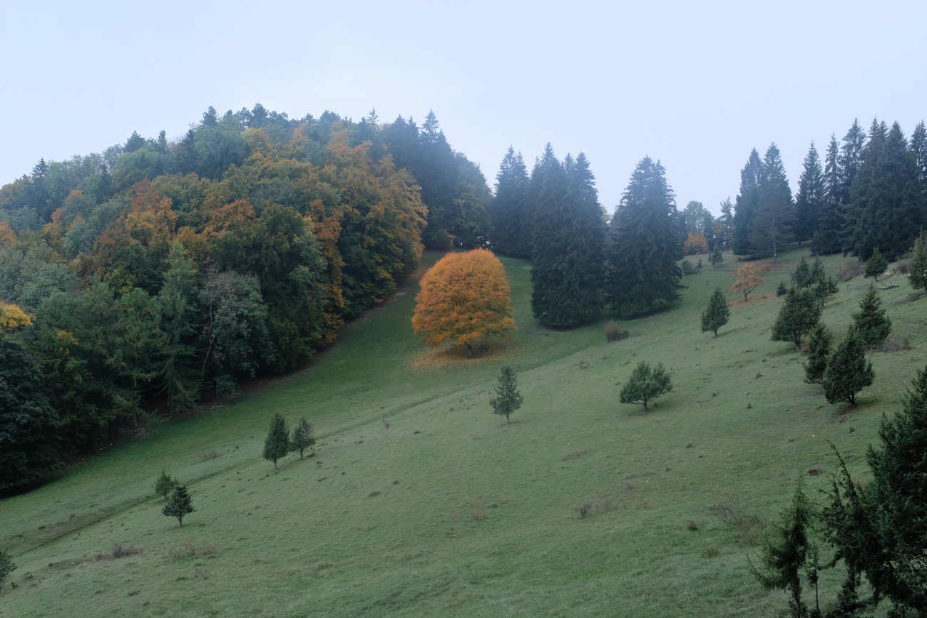 gelber Baum