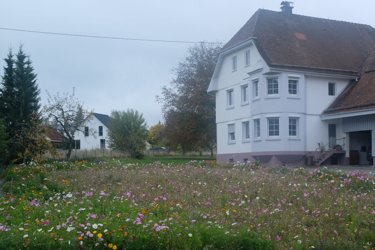 Blumenwiese