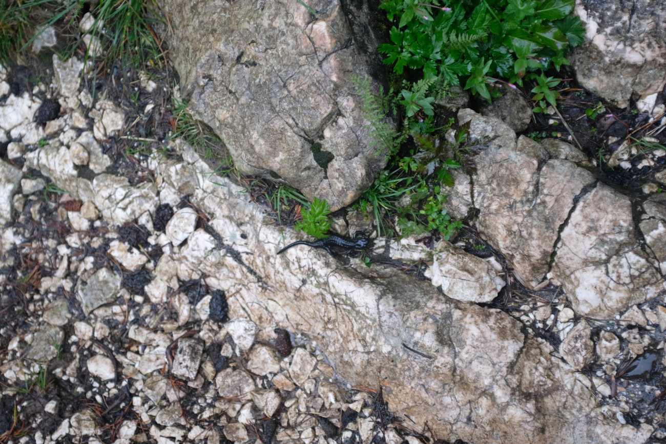 Salamander