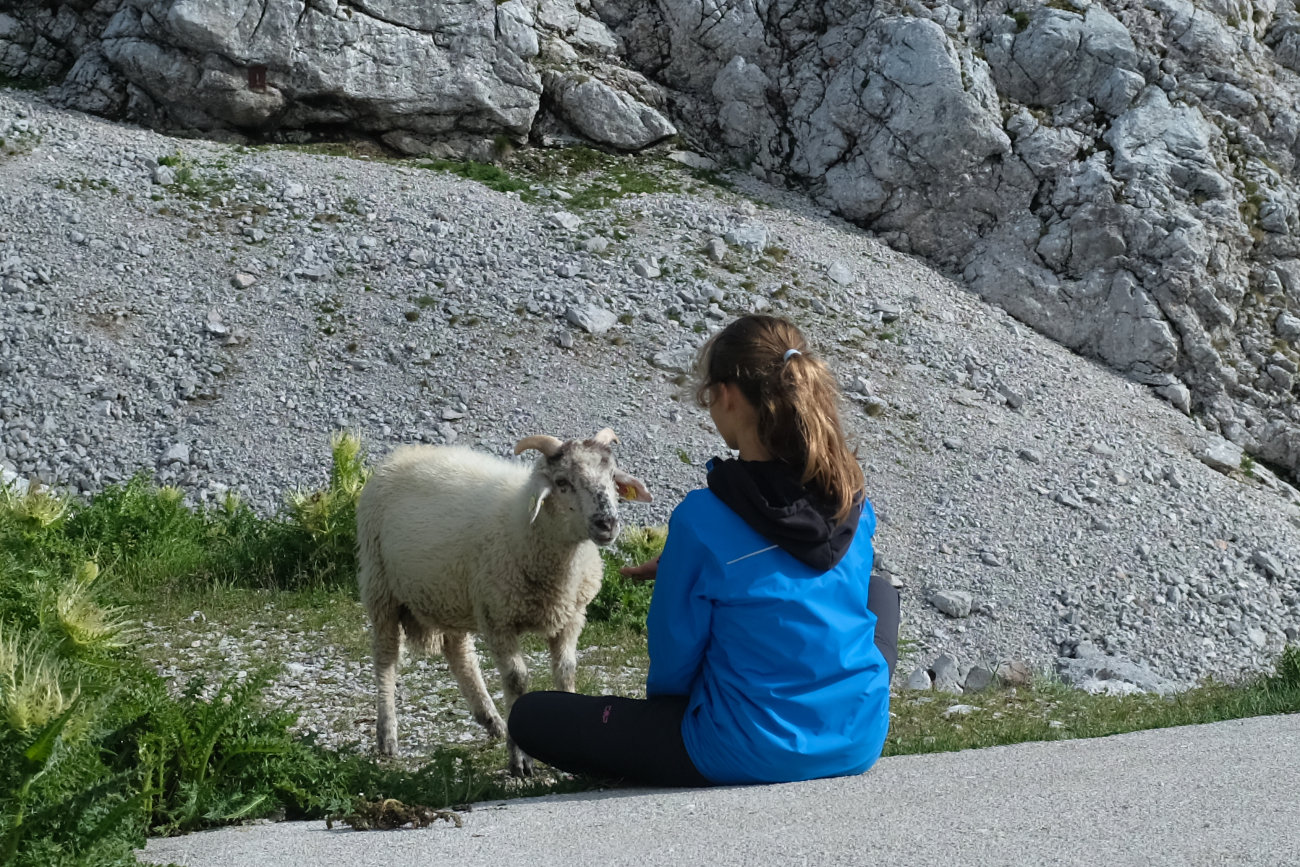Kind und Schaf