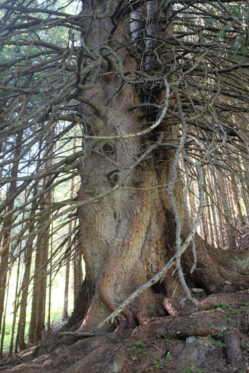 alter Baum
