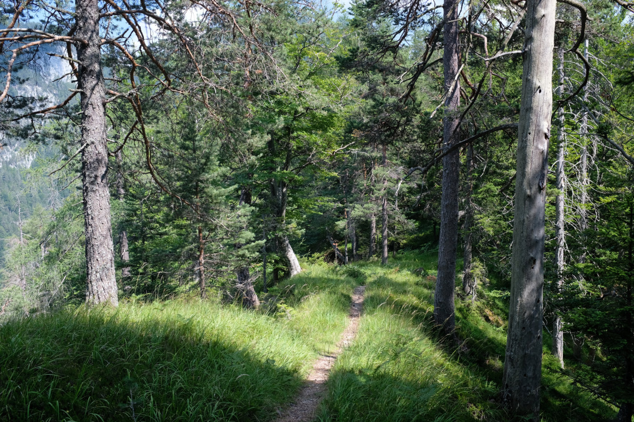 Rippenweg