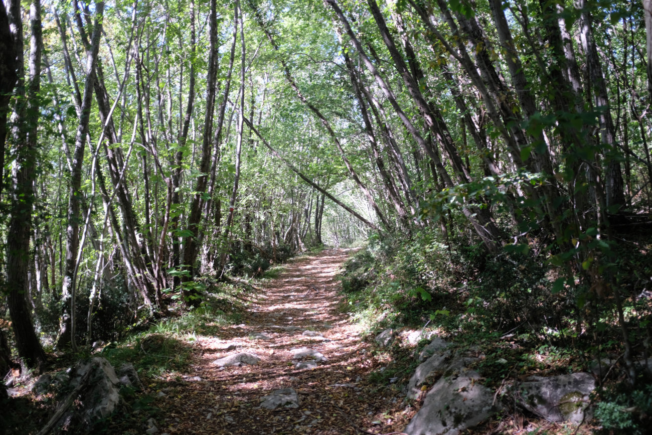 Waldweg