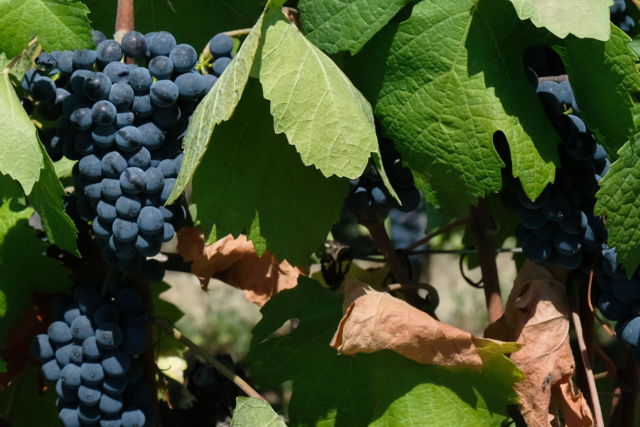 Wein
