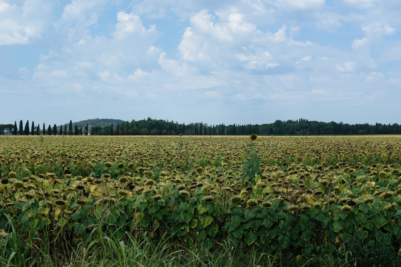 Sonnenblumen