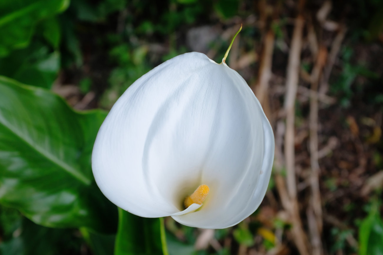 Calla-Lilie