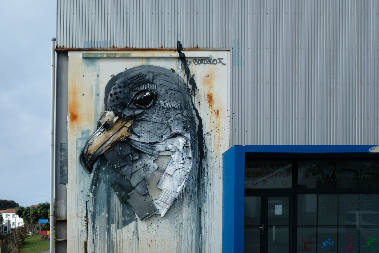 Vogel-Bild