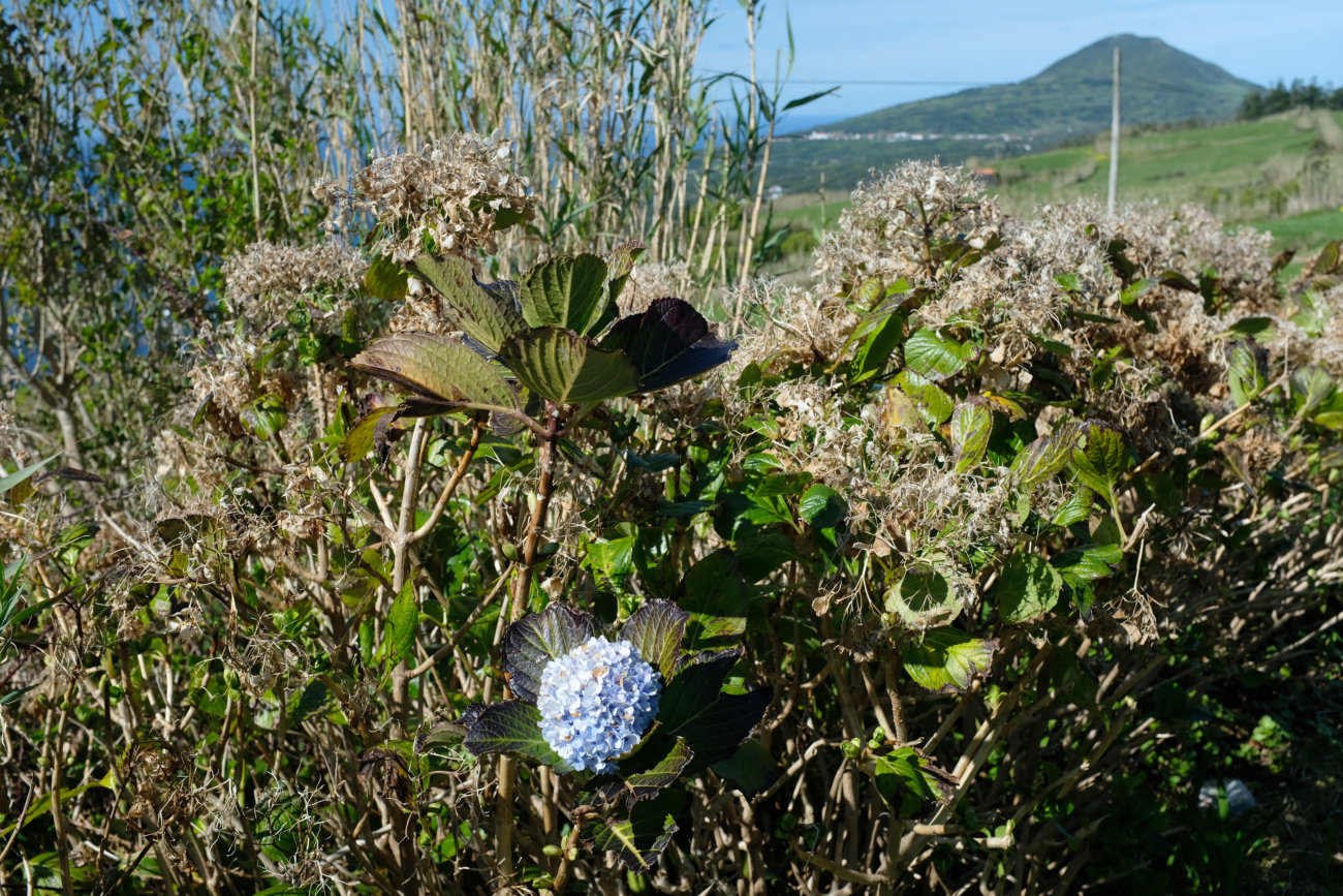 Hortensie