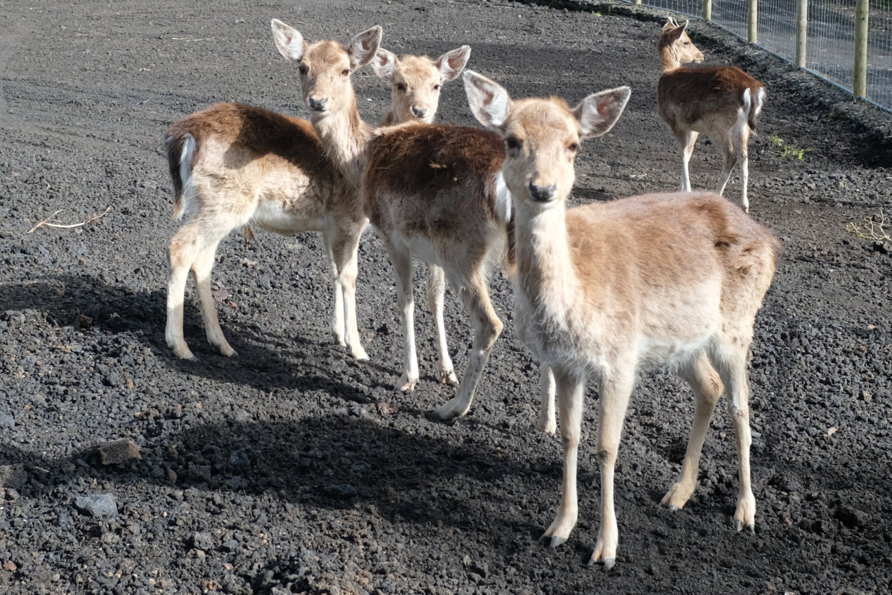 Rehe