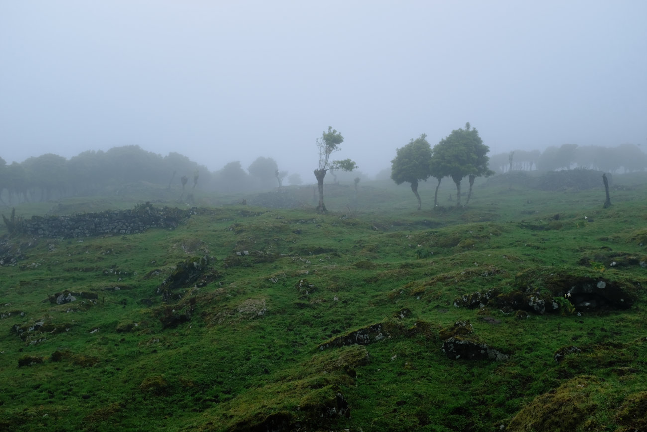 Nebel