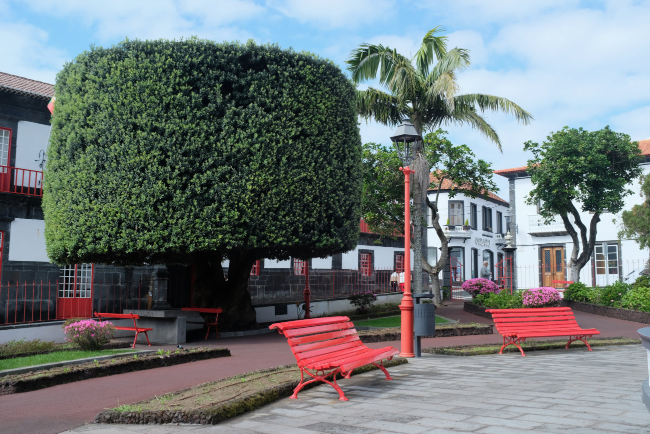 Baum