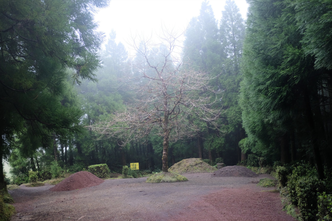 Baum