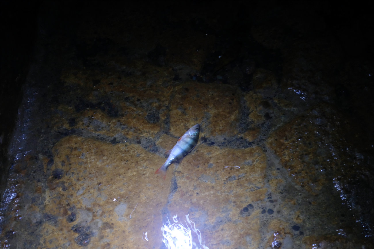 Fisch