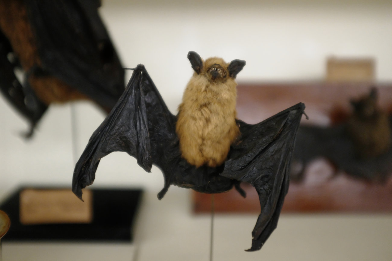 Fledermaus