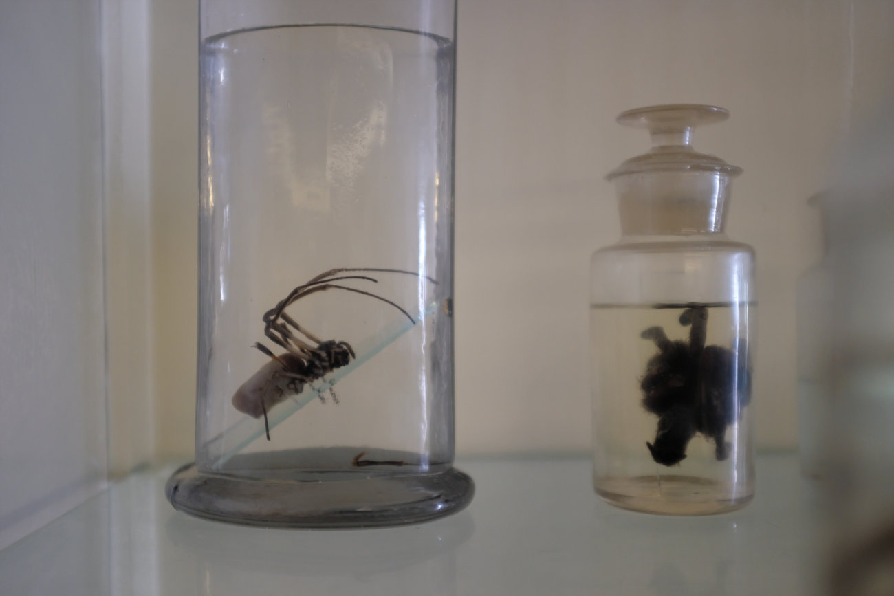 Spinne