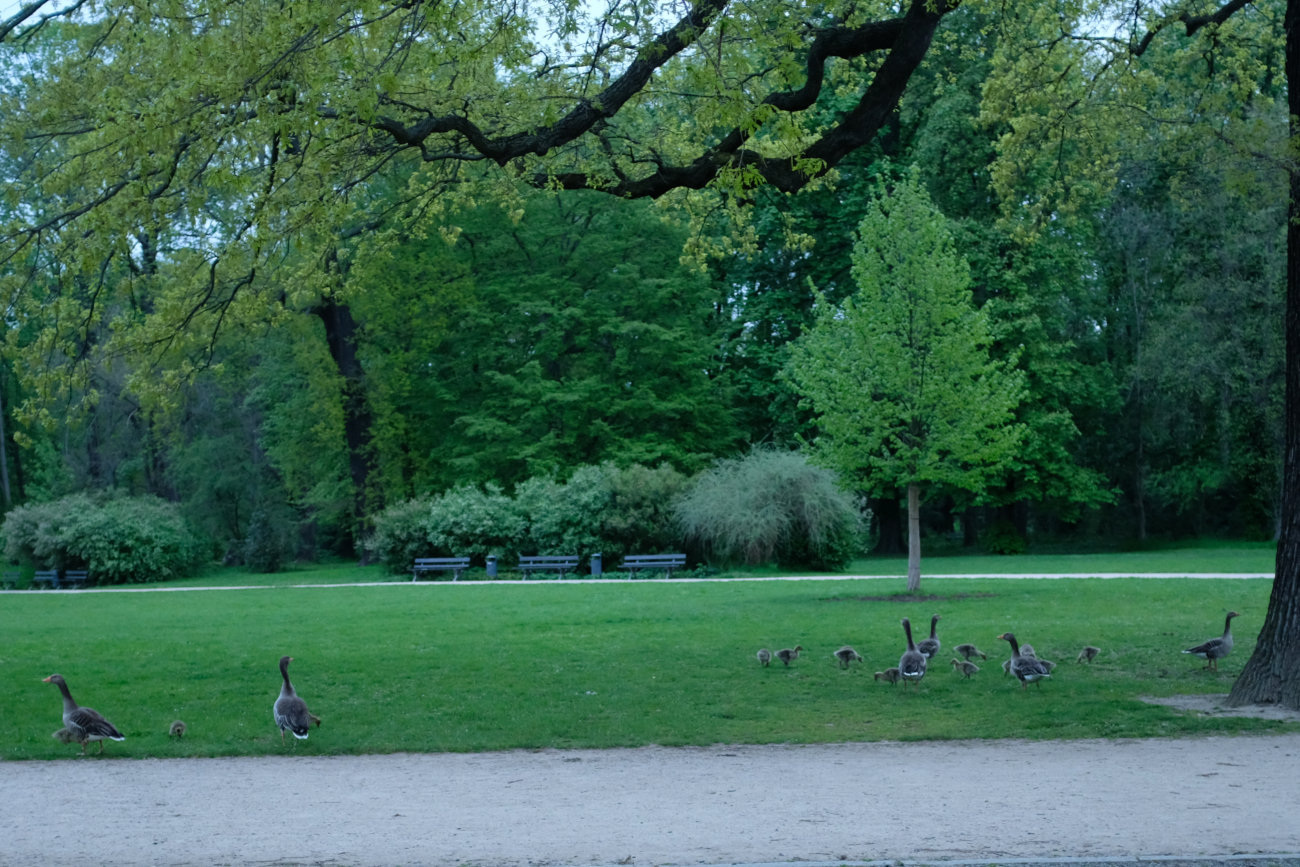 Gänse