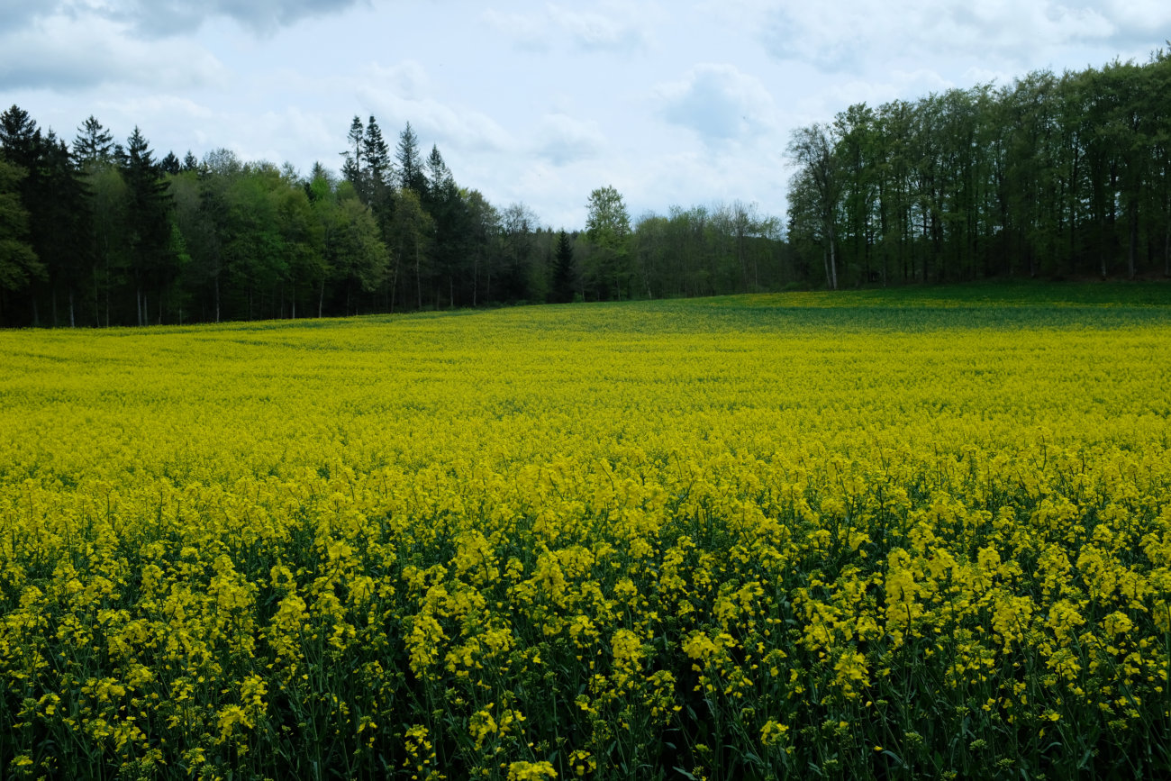Rapsfeld