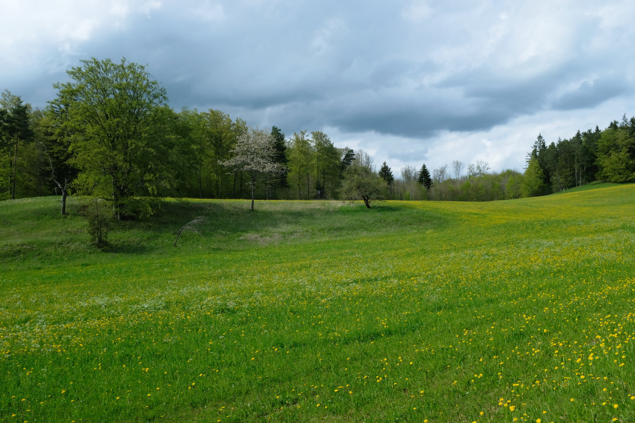 Wiesen