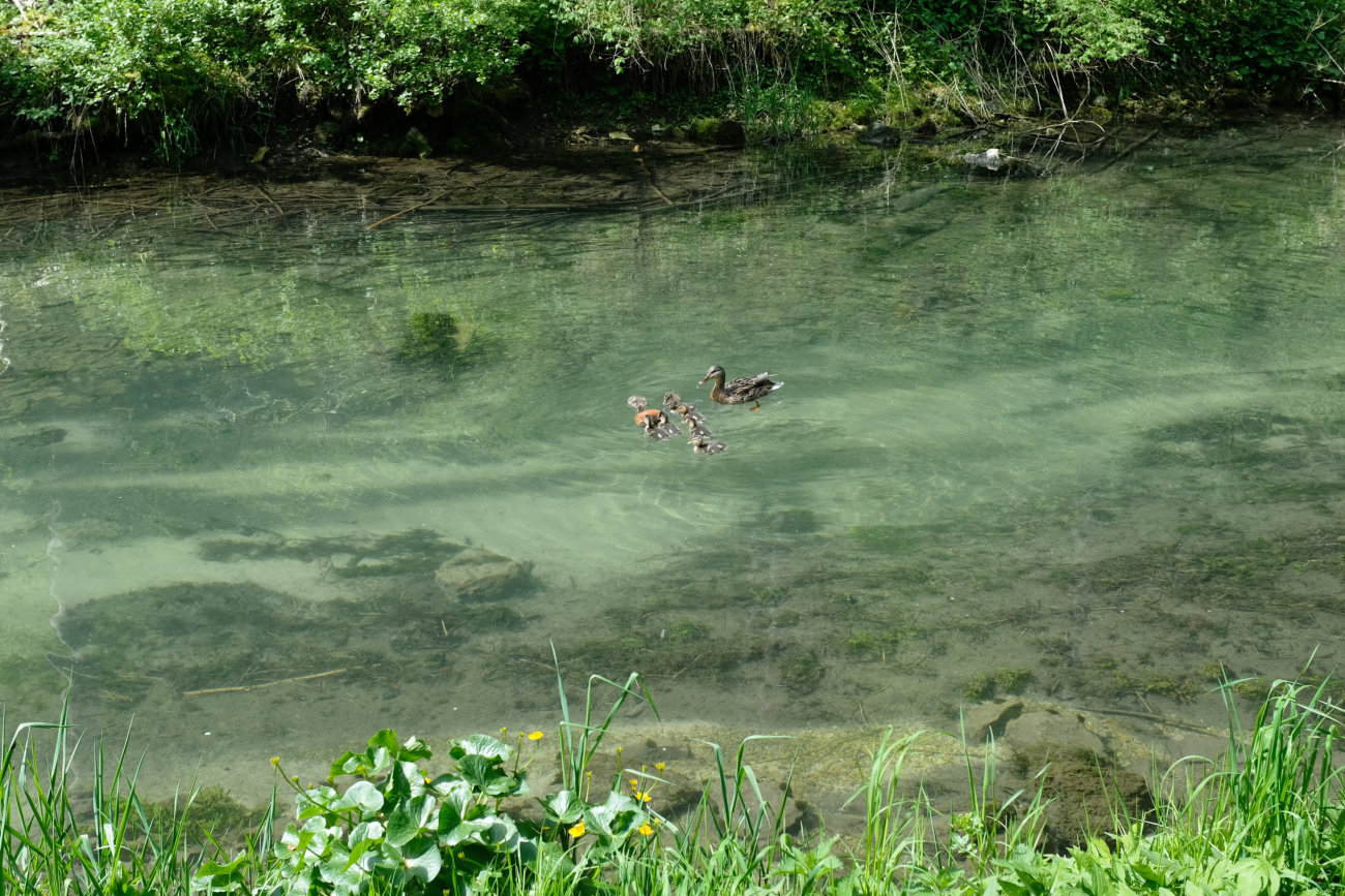 Enten