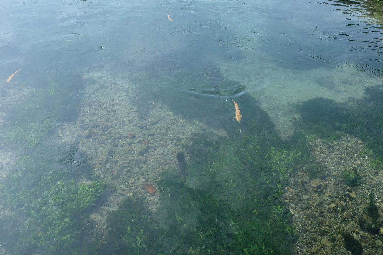 Fische