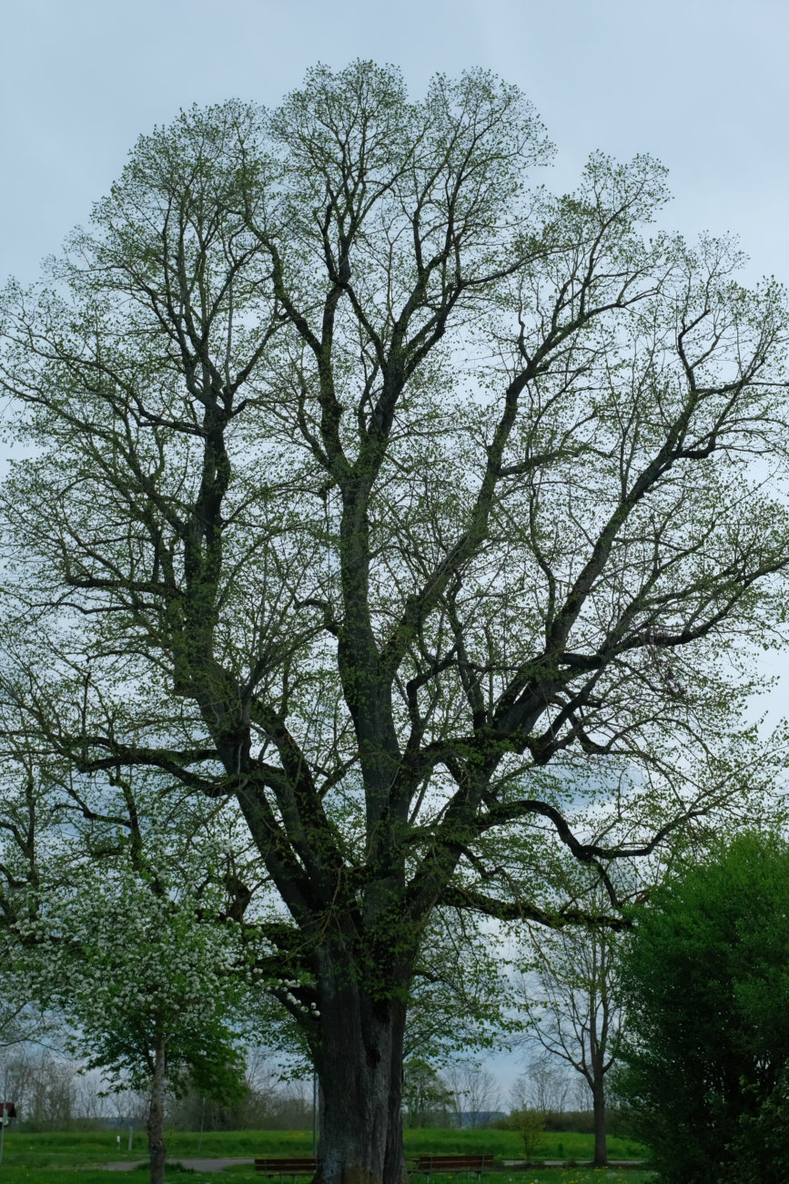 Baum