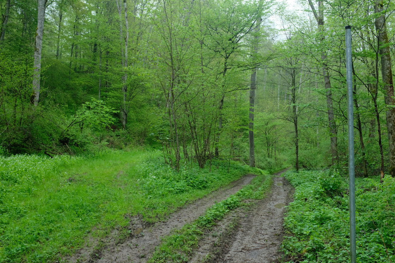 Wegweiser